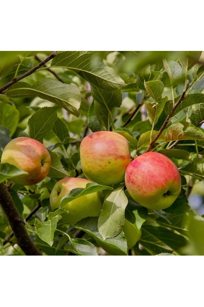 Яблука сорту Пірус - зеленувато-жовті в червону смужку